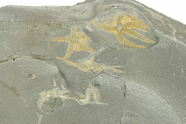 Multiple Ordovician Brittle Stars (Ophiura) - Morocco #290636